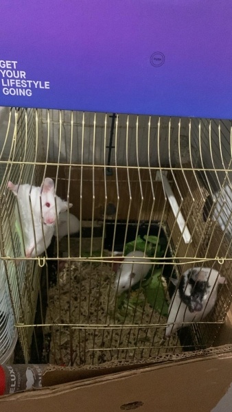 Hamster, Kemirgen  Maskeli Hamster fotoğrafı