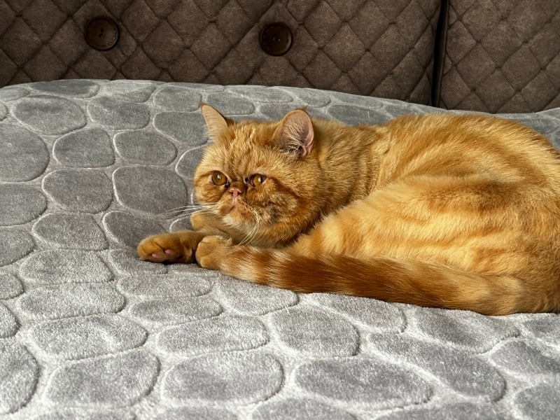Scottish Fold, Kedi  Kaju fotoğrafı