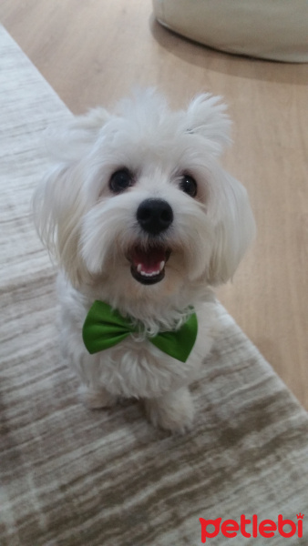Maltese, Köpek  RIFKI fotoğrafı