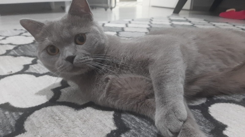 British Shorthair, Kedi  Çiko fotoğrafı
