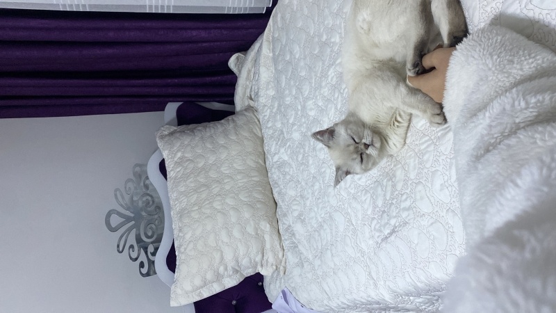 Scottish Fold, Kedi  Fıstık fotoğrafı
