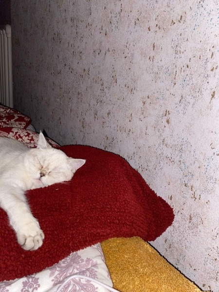 Scottish Fold, Kedi  Fıstık fotoğrafı