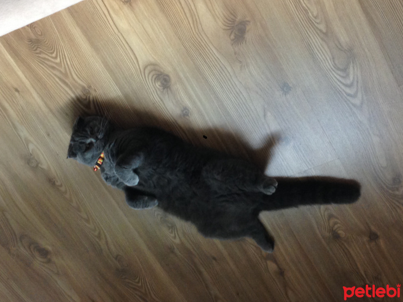 Scottish Fold, Kedi  Ponçik(ponçito) fotoğrafı