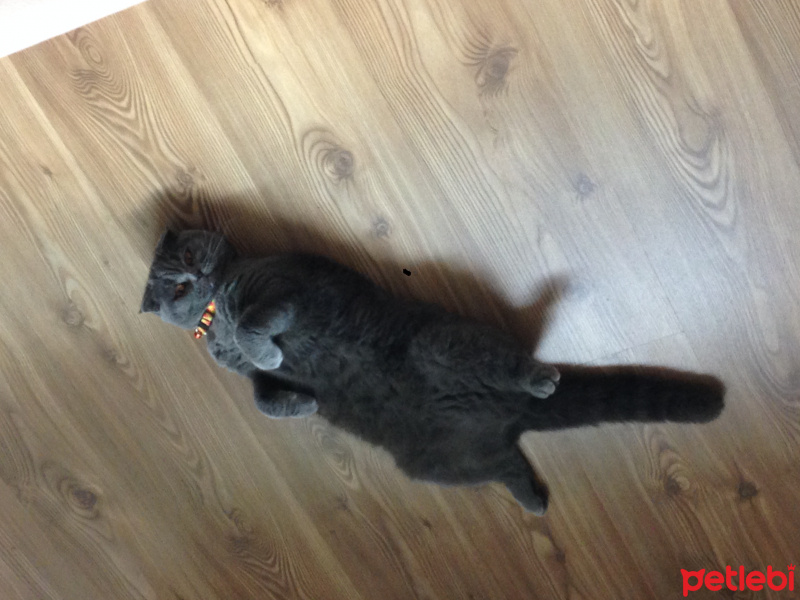 Scottish Fold, Kedi  Ponçik(ponçito) fotoğrafı