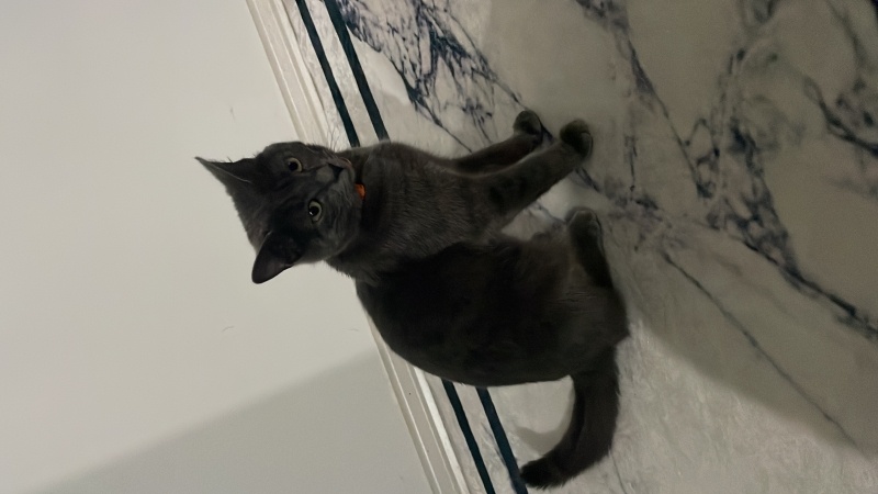 British Shorthair, Kedi  Lokum fotoğrafı