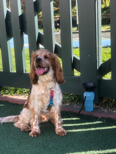 Amerikan Cocker Spaniel, Köpek  Barney fotoğrafı