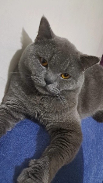 British Shorthair, Kedi  Mars fotoğrafı