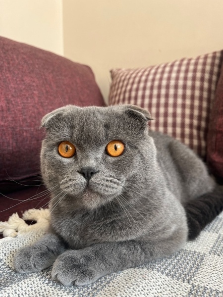 British Shorthair, Kedi  Mia fotoğrafı