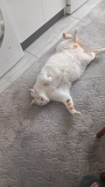 Tekir Kedi, Kedi  KAJU fotoğrafı