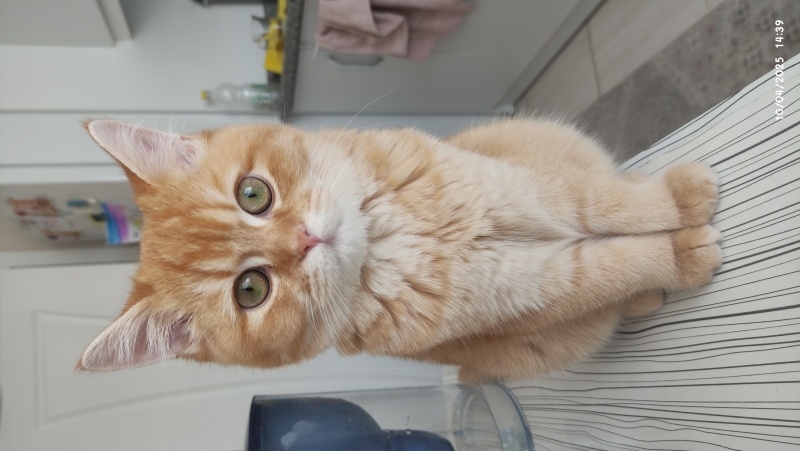 British Shorthair, Kedi  Köpük fotoğrafı