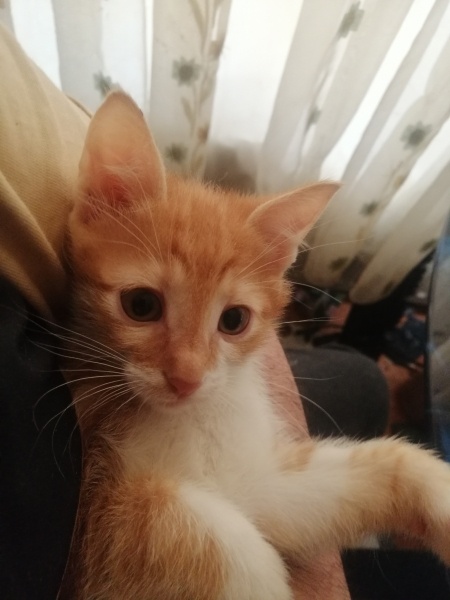 Sarman, Kedi  Adıyok fotoğrafı