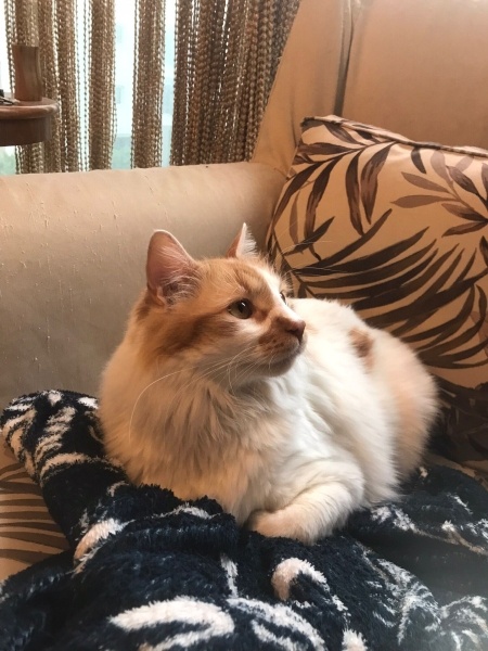 Ankara Kedisi, Kedi  Pıtır fotoğrafı