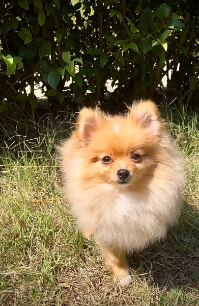 Pomeranyalı, Köpek  Coco fotoğrafı