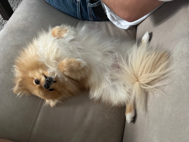 Pomeranyalı, Köpek  Coco fotoğrafı