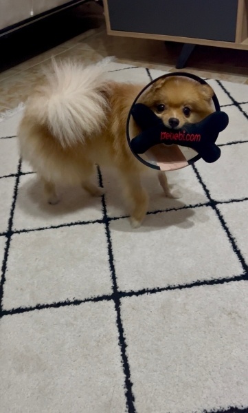 Pomeranyalı, Köpek  Coco fotoğrafı