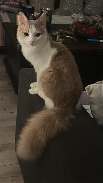 Norwegian Forest, Kedi  Romeo fotoğrafı
