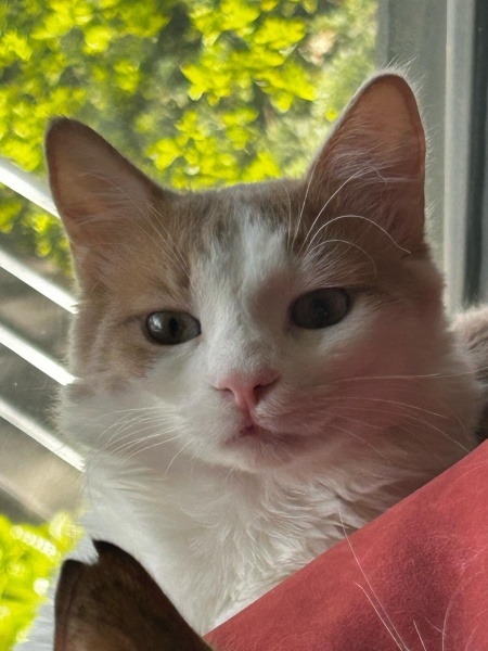 Norwegian Forest, Kedi  Romeo fotoğrafı