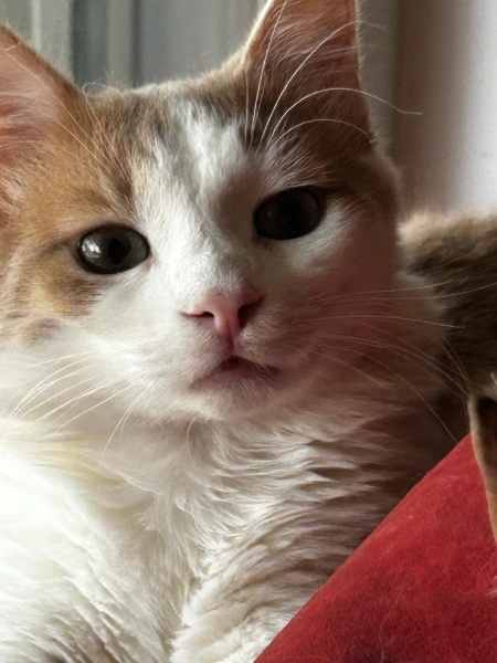 Norwegian Forest, Kedi  Romeo fotoğrafı