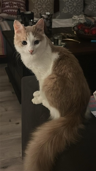 Norwegian Forest, Kedi  Romeo fotoğrafı