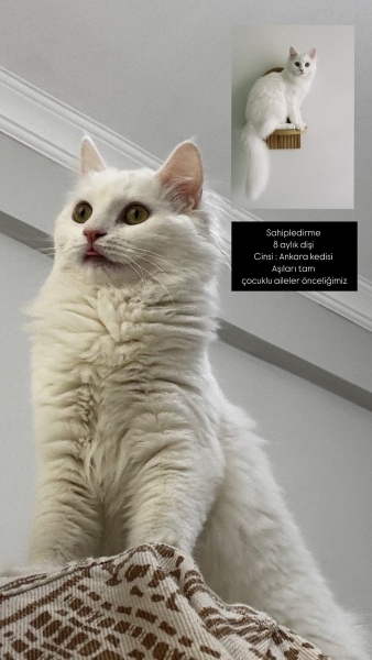 Ankara Kedisi, Kedi  Fıstık fotoğrafı
