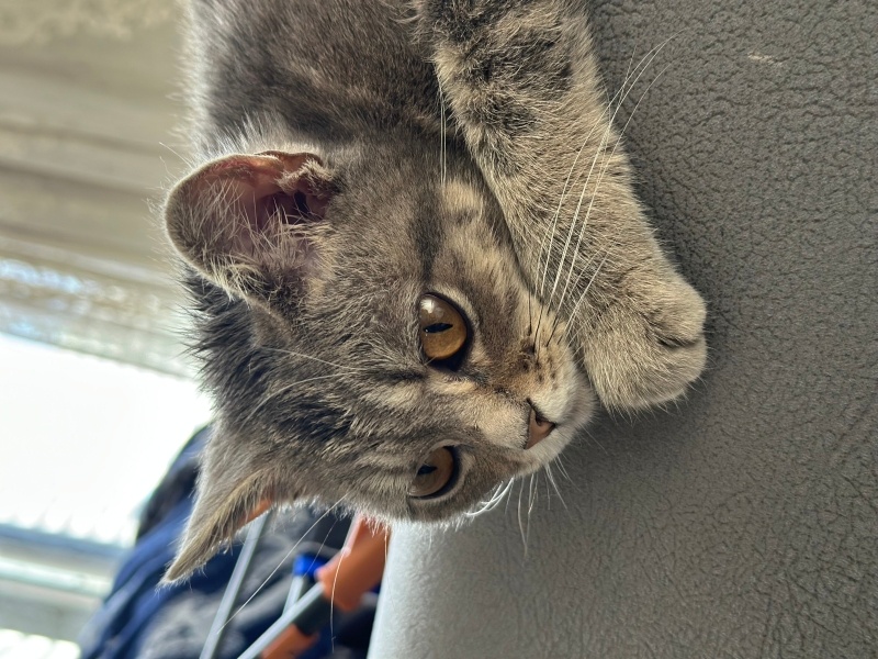 British Shorthair, Kedi  Lily fotoğrafı