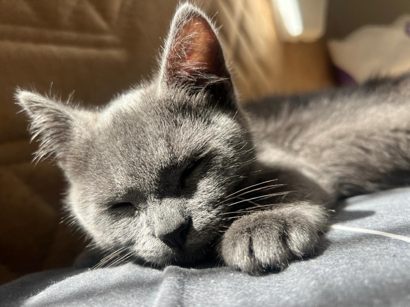 Chartreux, Kedi  Oreo fotoğrafı