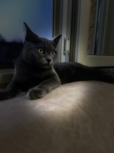 Chartreux, Kedi  Oreo fotoğrafı