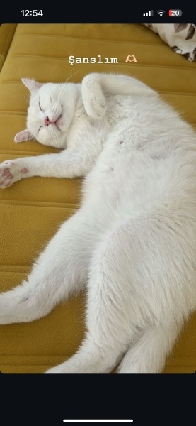 British Shorthair, Kedi  Şanslı fotoğrafı