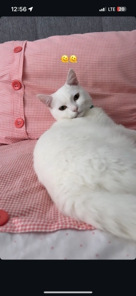 British Shorthair, Kedi  Şanslı fotoğrafı