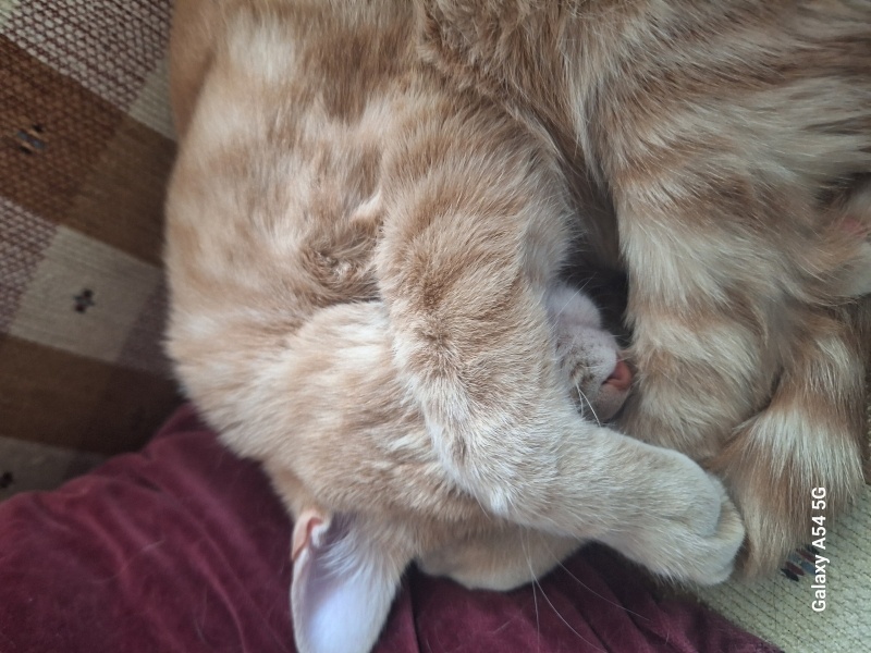 Sarman, Kedi  Güneş fotoğrafı