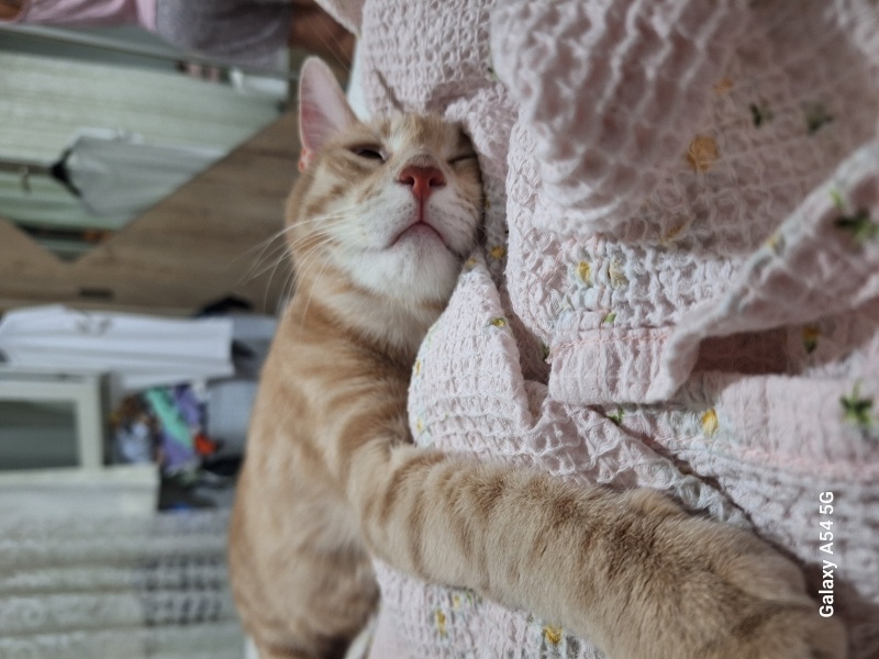 Sarman, Kedi  Güneş fotoğrafı