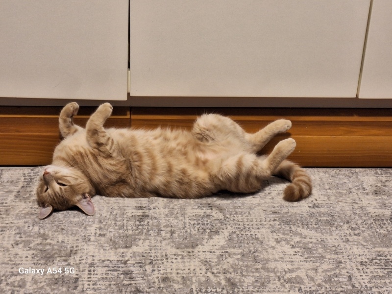Sarman, Kedi  Güneş fotoğrafı