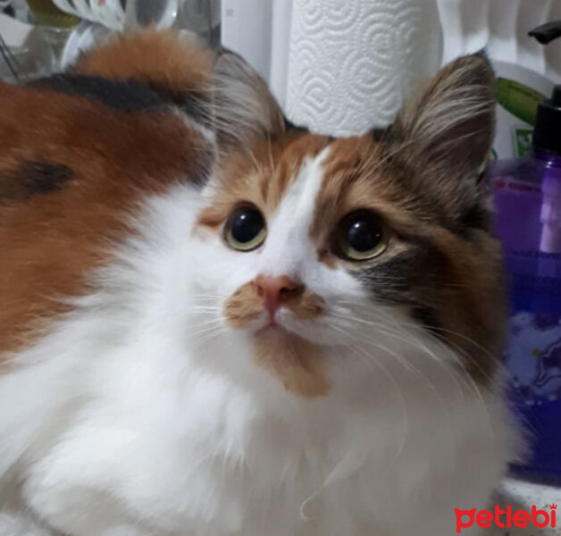 Norwegian Forest, Kedi  Fıstık fotoğrafı