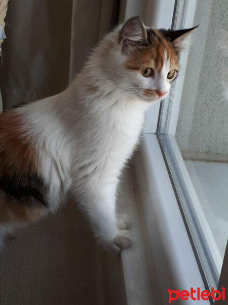 Norwegian Forest, Kedi  Fıstık fotoğrafı