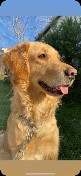 Golden Retriever, Köpek  Lucy fotoğrafı