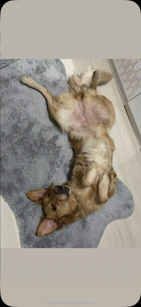 Golden Retriever, Köpek  Lucy fotoğrafı