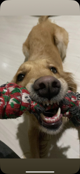Golden Retriever, Köpek  Lucy fotoğrafı