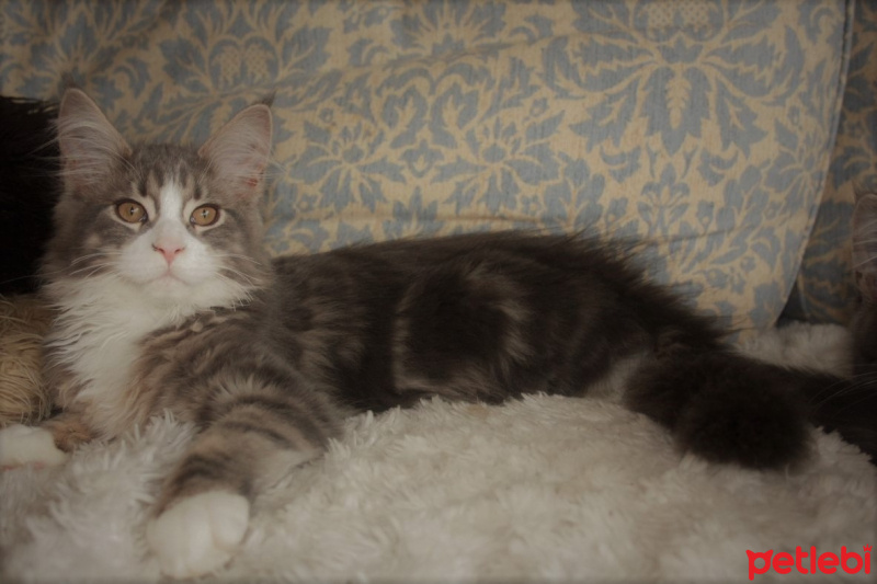 Maine Coon, Kedi  gimli fotoğrafı