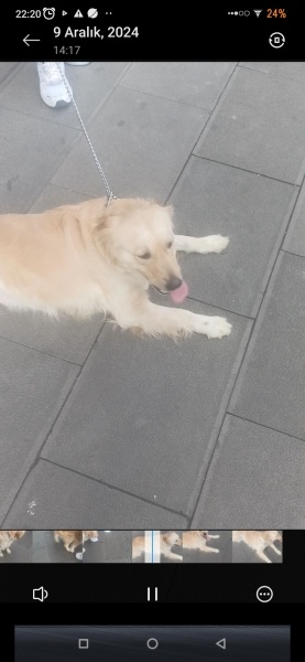 Golden Retriever, Köpek  Melo fotoğrafı
