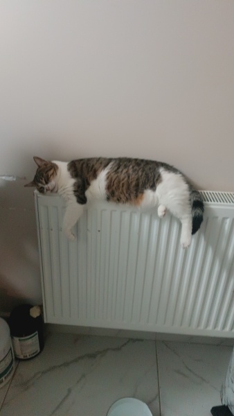 Tekir Kedi, Kedi  Miya fotoğrafı