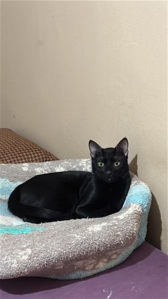 Bombay, Kedi  Gölge fotoğrafı