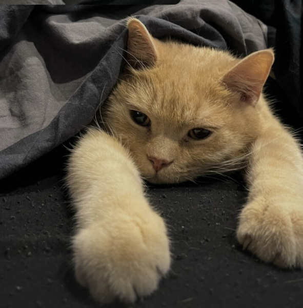 British Shorthair, Kedi  Çarşı fotoğrafı