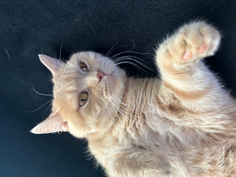 British Shorthair, Kedi  Çarşı fotoğrafı