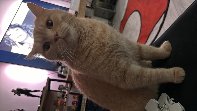 British Shorthair, Kedi  Çarşı fotoğrafı