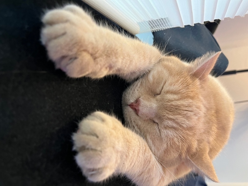 British Shorthair, Kedi  Çarşı fotoğrafı