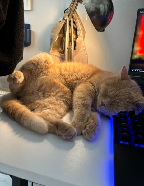 British Shorthair, Kedi  Çarşı fotoğrafı