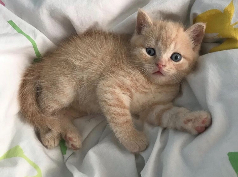 British Shorthair, Kedi  Çarşı fotoğrafı