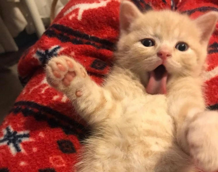 British Shorthair, Kedi  Çarşı fotoğrafı