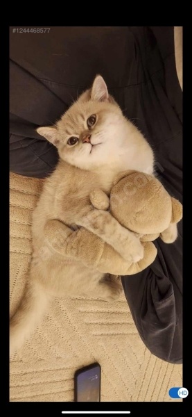 British Shorthair, Kedi  Casper fotoğrafı
