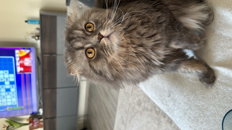 Scottish Fold, Kedi  Alacalı fotoğrafı